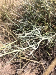 Senecio flaccidus flaccidus