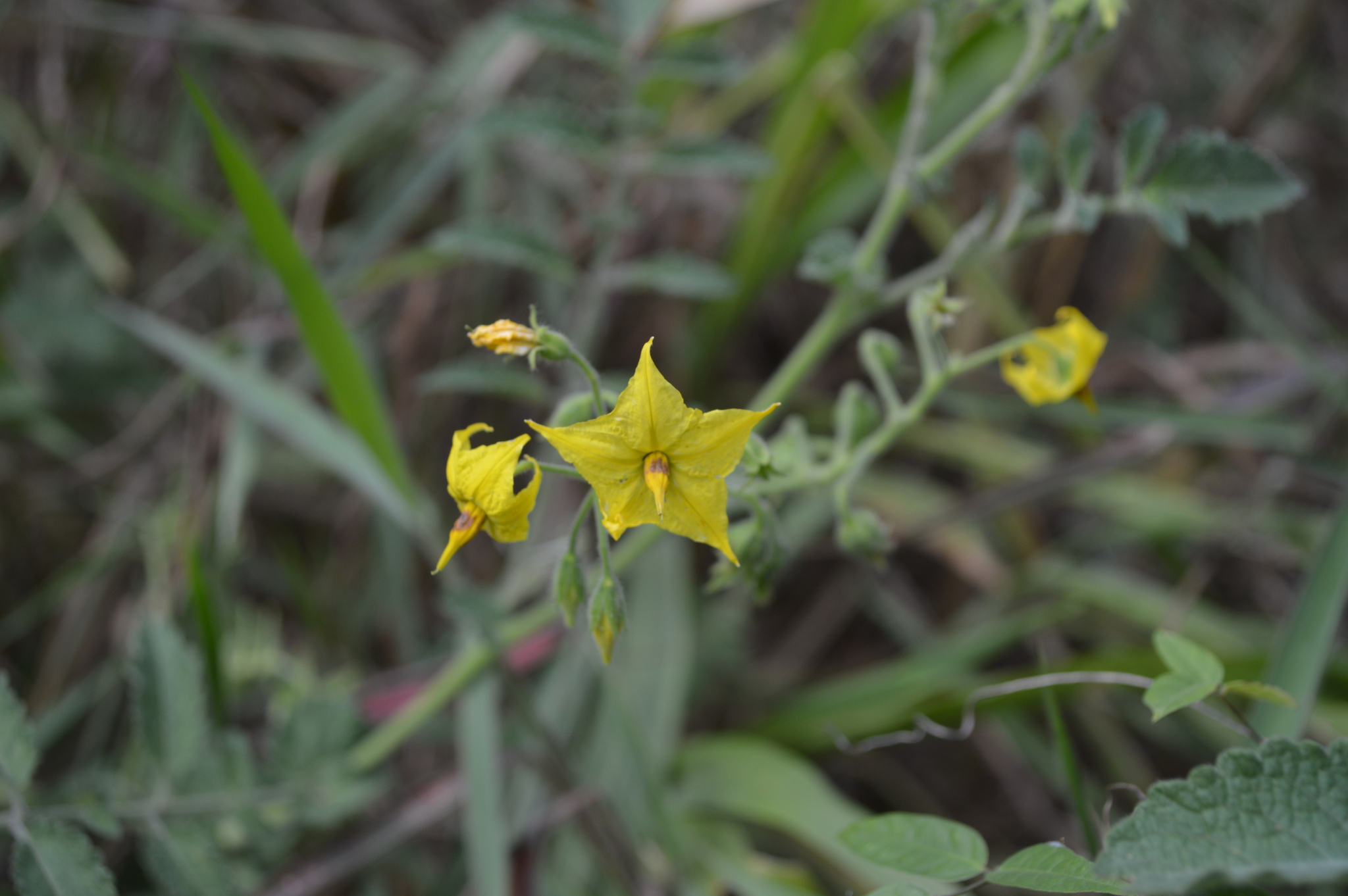 Solanum habrochaites image