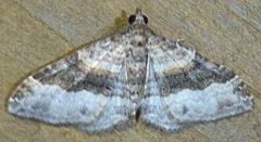Epyaxa lucidata