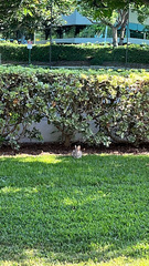 Sylvilagus audubonii