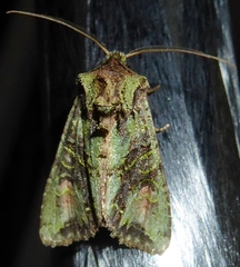 Ichneutica plena