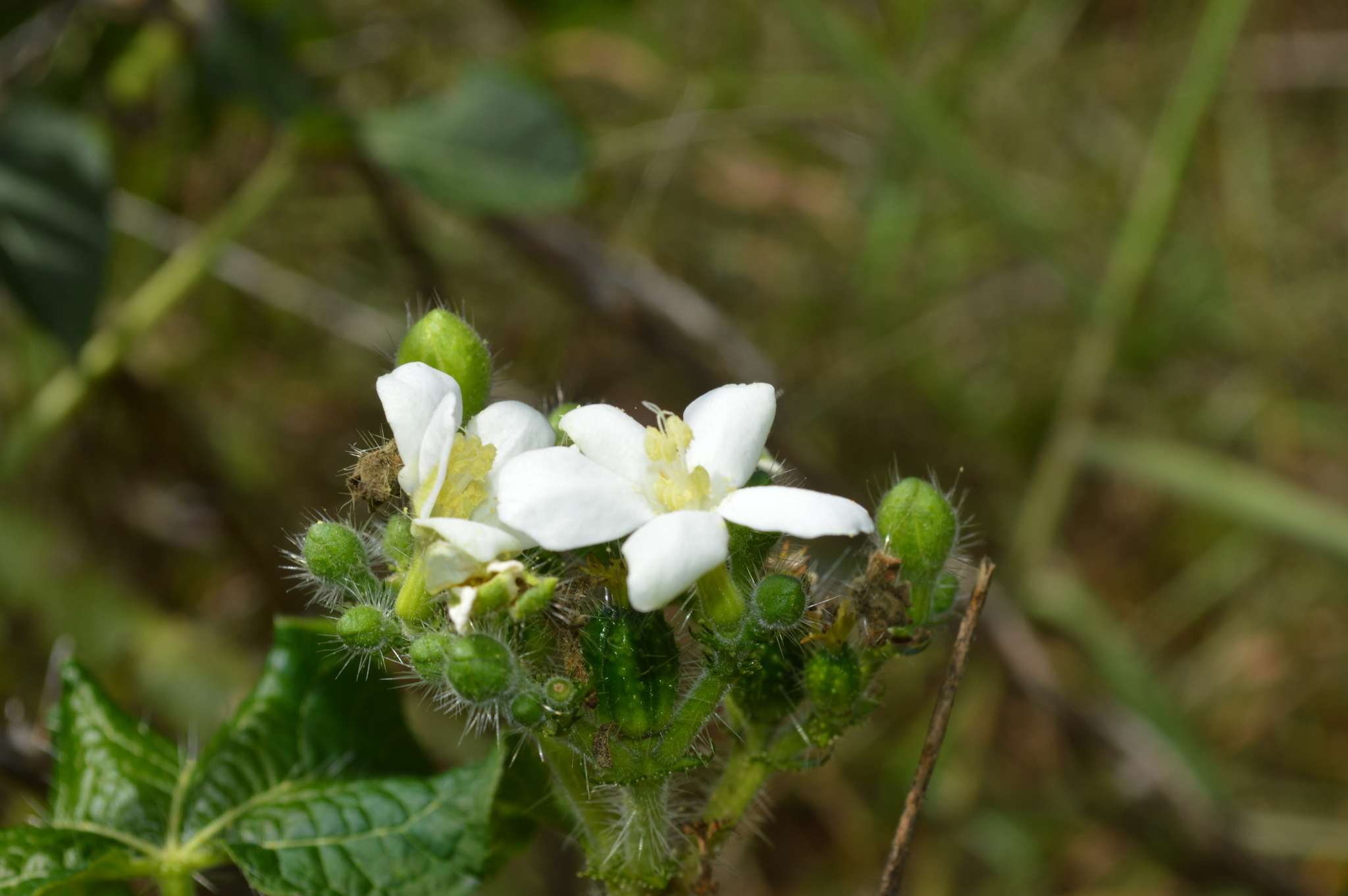 Cnidoscolus urens image