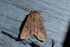 Ichneutica averilla