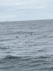 Eudyptes pachyrhynchus