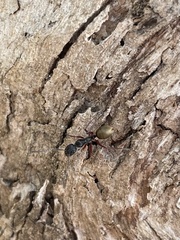 Camponotus suffusus bendigensis