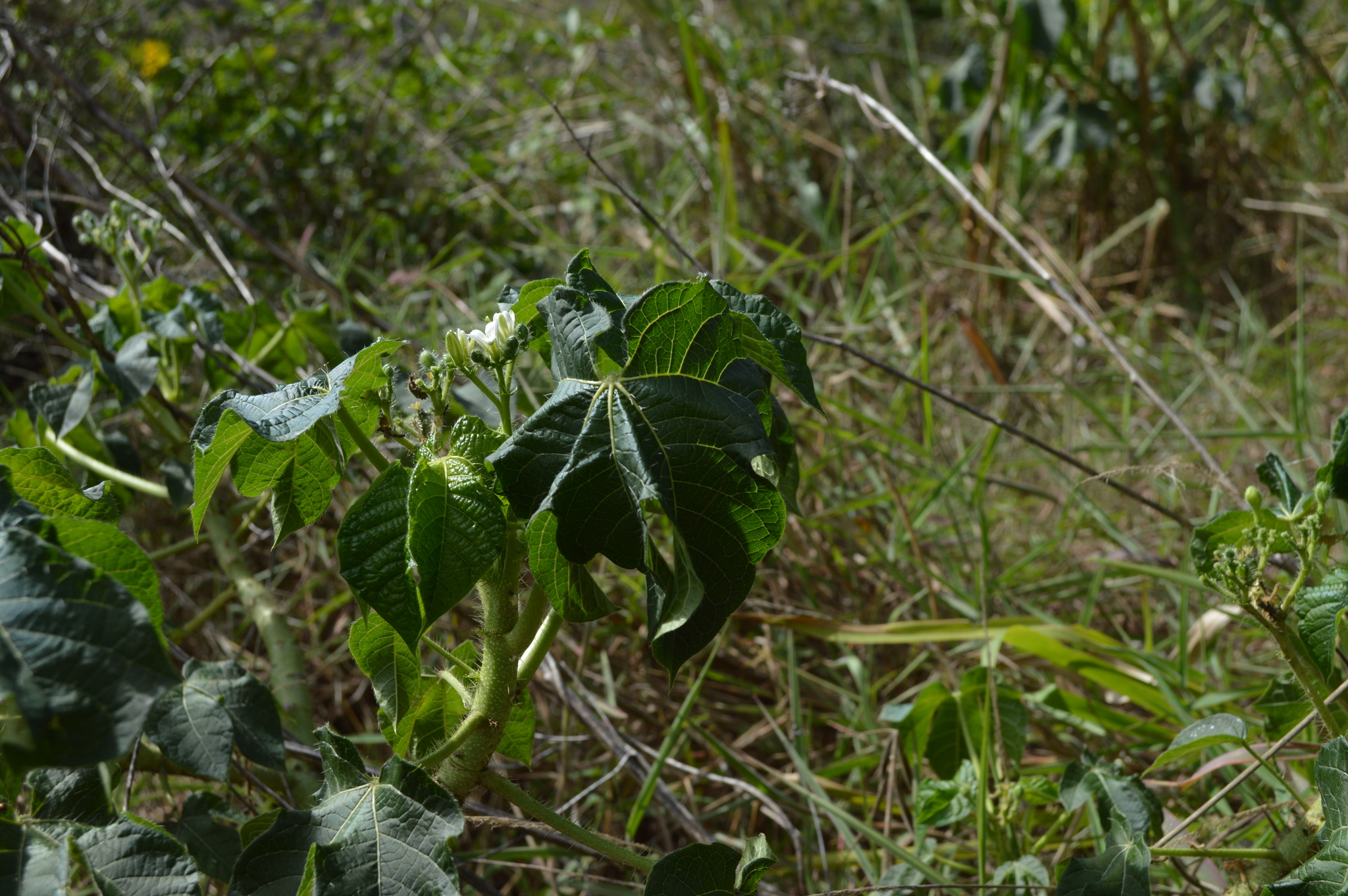 Cnidoscolus urens image