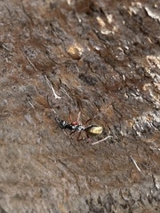 Camponotus suffusus bendigensis