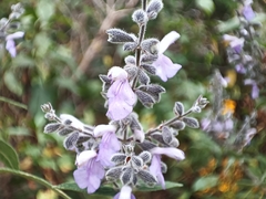 Salvia melissodora