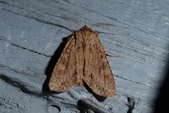 Ichneutica averilla
