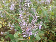 Salvia melissodora