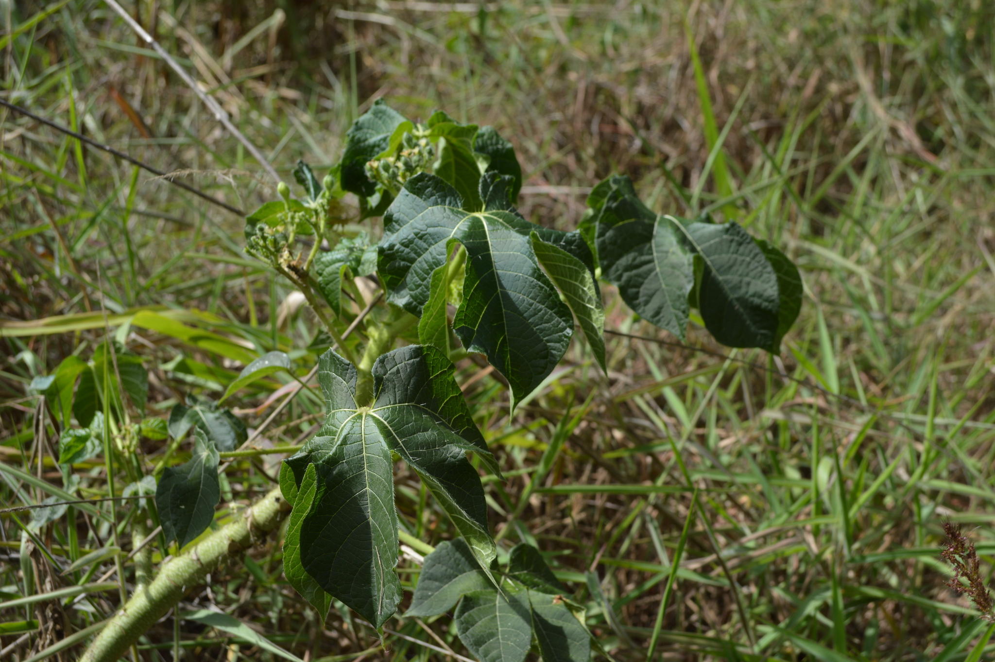 Cnidoscolus urens image