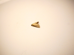 Microthyris lelex