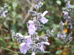 Salvia melissodora