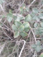 Lonicera subspicata denudata