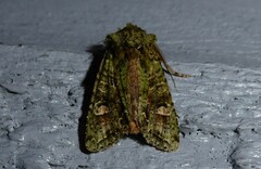 Ichneutica plena