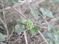 Lonicera subspicata denudata