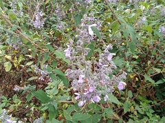 Salvia melissodora