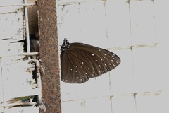 Euploea camaralzeman