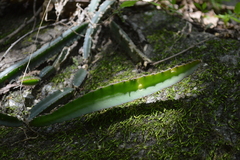 Selenicereus