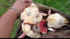 Russula sanguinea