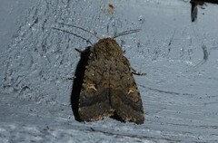 Proteuxoa tetronycha