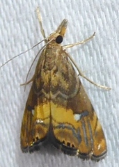 Glaucocharis chrysochyta