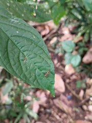 Ischiodon scutellaris