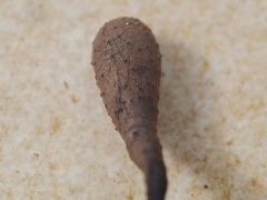 Xylaria longipes