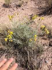 Senecio flaccidus flaccidus