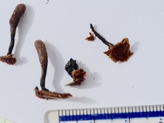 Xylaria longipes