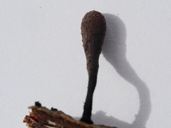 Xylaria longipes