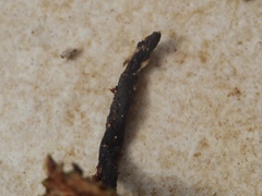 Xylaria longipes