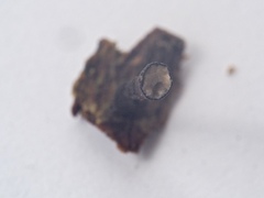 Xylaria longipes