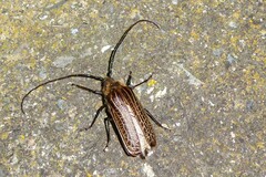 Prionoplus reticularis