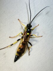 Ichneumon