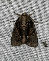 Chytonix palliatricula