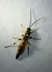 Ichneumon