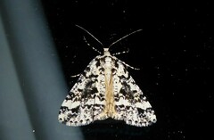 Pseudocoremia leucelaea