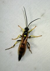 Ichneumon