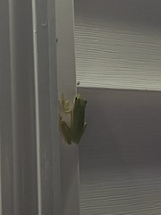 Hyla cinerea