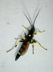 Ichneumon