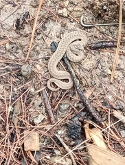 Storeria storerioides