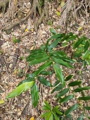 Alpinia arundelliana