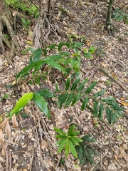 Alpinia arundelliana