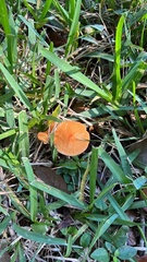 Marasmius