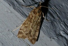 Scoparia tetracycla