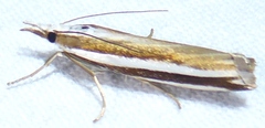 Orocrambus apicellus