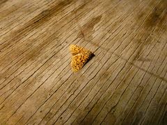 Polygrammodes eleuata