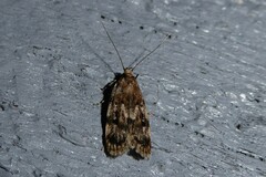 Barea exarcha
