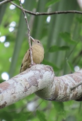 Colluricincla rufogaster